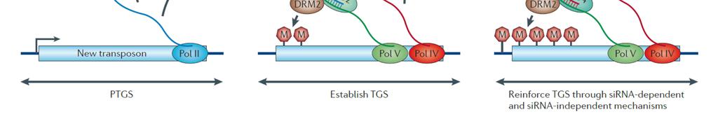 2 1. ábra Modell RdDM közvetített géncsendesítés iniciációjára (Matzke and Mosher 2014).