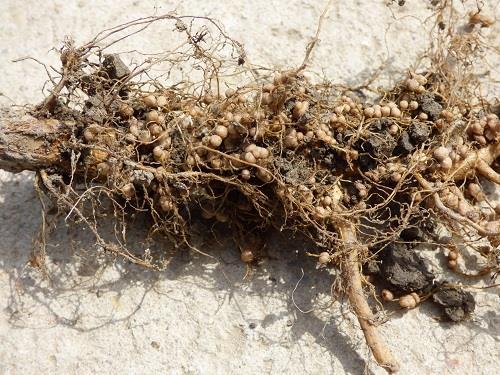 A Rhizobium japonicum baktérium a szója nitrogénkötő baktériuma nem őshonos! a teljes nitrogén igény kb.