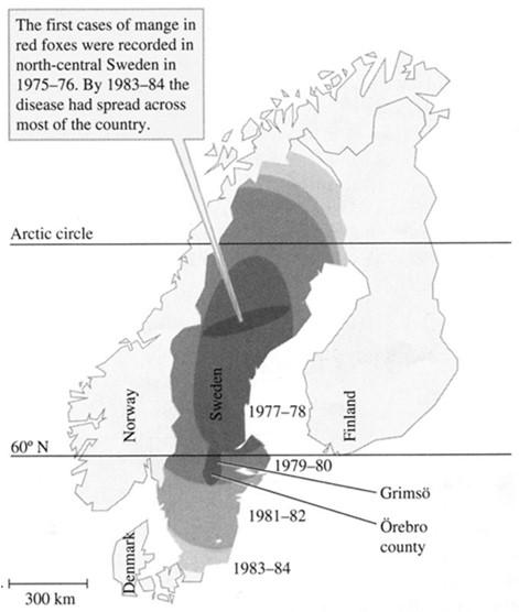 A rühösség terjedése Skandináviában (balra) és a róka és a mezei nyúl dinamikája (Lindstrom és mtsai, 1994) A predáció populációdinamikája A ragadozó funkcionális