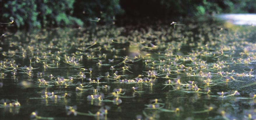 A kérészek rendjébe tartozó tiszavirág (Palingenia longicauda) a június második felében bekövetkező rajzása idején kéthárom nap délutánján korábban milliós, ma már csak százezres nagyságrendben lepi