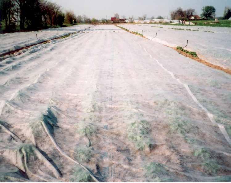 Az újburgonya termesztés lehetőségei a Pannónia fajtával Ökológiai adottságok A burgonya a hűvös, csapadékos klímát kedveli.