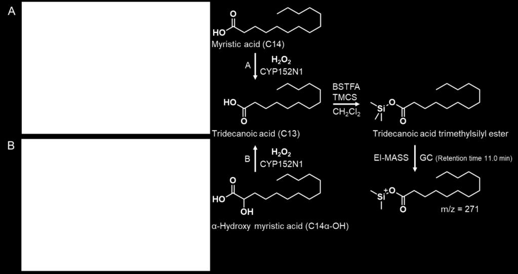 Fig. S9 Ratio of EI-Mass Fragment Intensity (m/z =270-280) at GC retention time of Tridecanoic acid trimethylsilyl ester (11.