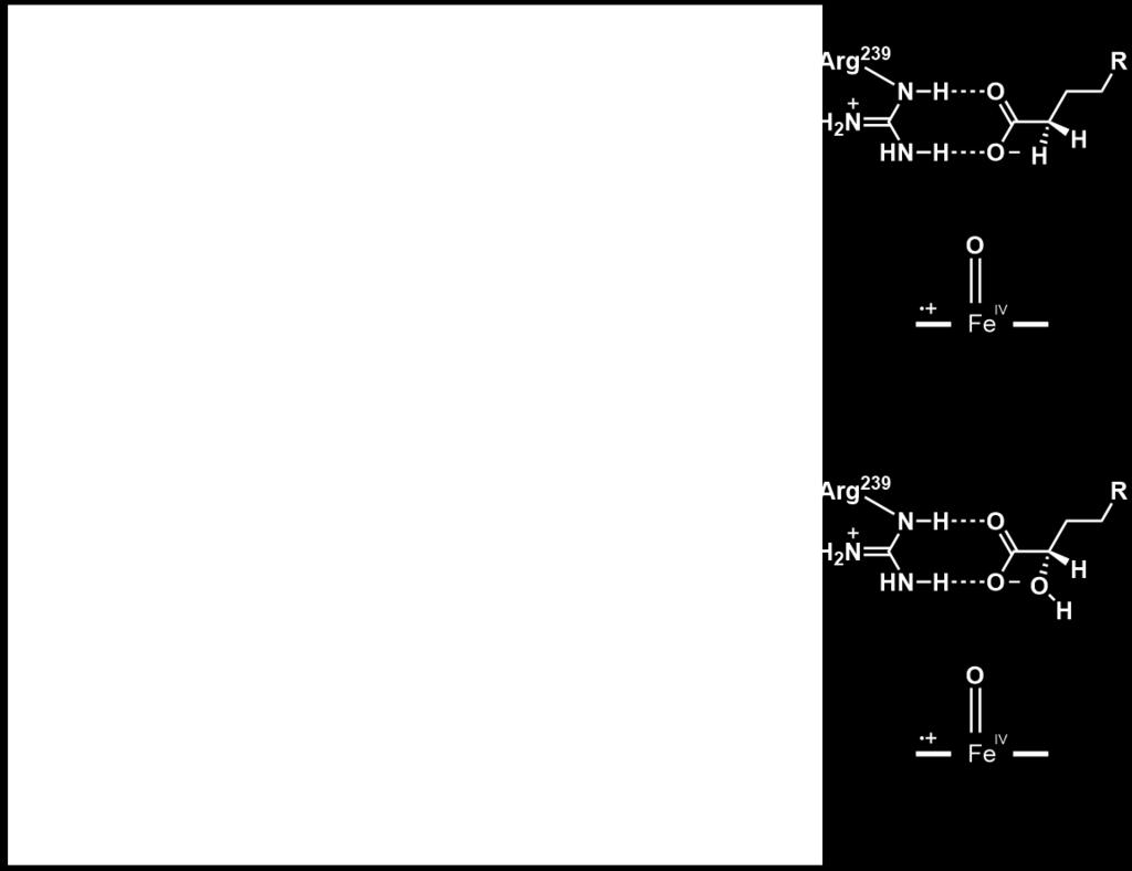 Fig. S13 100 ns distributions of N-O distance between Arginene239 and