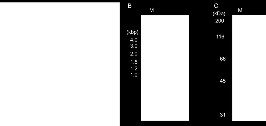 electrophoresis of pqe30t-cyp152n1 treated by BamHI and HindIII C) SDS-PAGE of purified