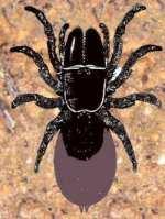 Ordo: OPISTHOTHELELAE felsőrendű pókok Subordo: MYGALOMORPHAE NÉGYTÜDŐS PÓKOK /Szelvényes