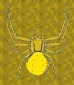 9. Thomisidae karolópókfélék Crab spider