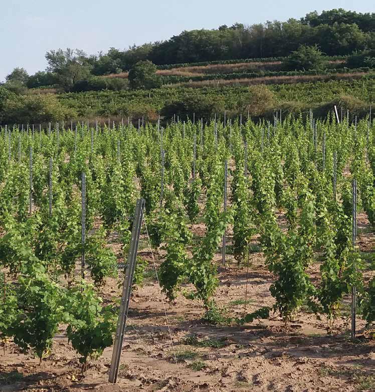 SZŐLŐ TÁMASZRENDSZER A KITE Zrt. az olasz Valente srl. cég termékeit forgalmazza, mely minden tekintetben megfelel a XXI. századi szőlőtermesztés kihívásainak.