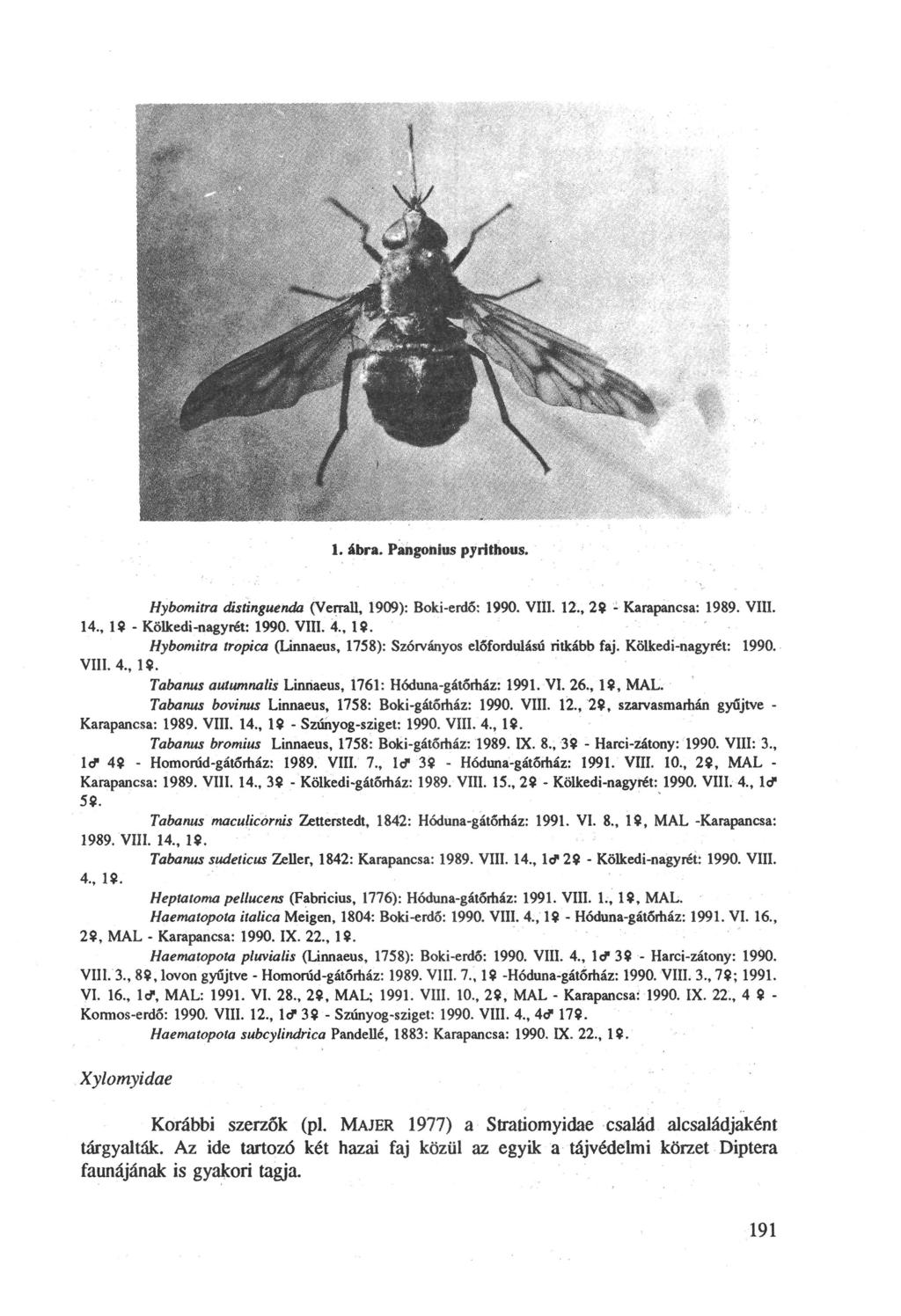 1. ábra. Pangohius pyrithous. Hybomitra distinguenda (Verrall, 1909): Boki-erd6: 1990. VIII. 12., 29 - Karapancsa: 1989. VIII. 14., 1? - Kölkedi-nagyrét: 1990. VIII. 4., 19. Hybomitra tropica (Linnaeus, 1758): Szórványos előfordulású ritkább faj.