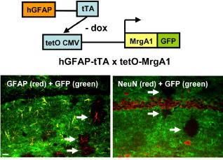 MrgA1, is normally expressed in dorsal root ganglion nociceptive sensory terminals in the spinal