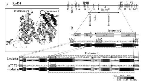 A szakirodalomban fellelhető általános vélekedés szerint az LDS fehérje a TTF2, az ún. transzkripció-termináció-faktor-2 (Liu et al. 1998; Jiang and Price 2004).