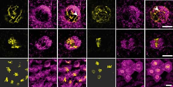 Ha valóban az LDS fehérje lenne a TTF2, az RNSpolimeráznak a kromoszómákon kellene maradnia a horka rp2 / nőstények embrióiban.