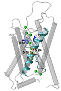 Aquaporin The aquaporin is a membrane protein designed to conduct water but not protons.