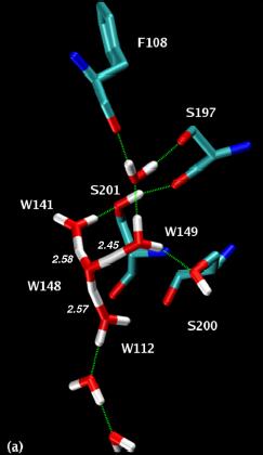 Extra proton tárolása a citokróm c oxidáz D jelű proton-útvonalának hidrogén-híd hálózatában. Protonált víz-klaszter azonosítása. Gregory A. Voth et al.