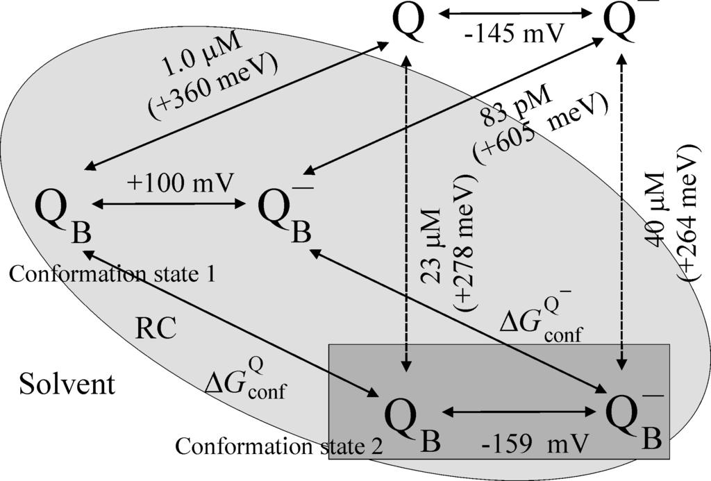 Themodynamic model of redox changes, conformational