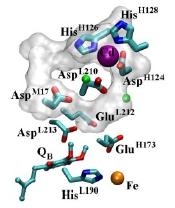 A protonok felvételének útvonalai bakteriális RC-ban. Residues HisH126, HisH128 and AspM17 are at the surface of the protein.