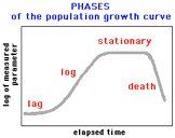 E. coli GASP (Growth Advantage in Stationary Phase) mutáns Növekedési görbe GASP mutánsok jelennek meg a stacionárius