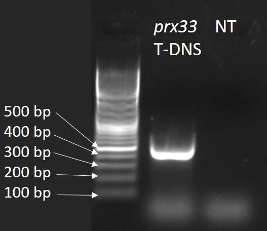 5. EREDMÉNYEK 5.1. T-DNS beépülés igazolása a vizsgált At3g49110 és At3g49120 lókuszokon Az Arabidopsis thaliana-ban működő 33-as sejtfal-peroxidázt kódoló gén az At3g49110-es lókuszon találhatól.
