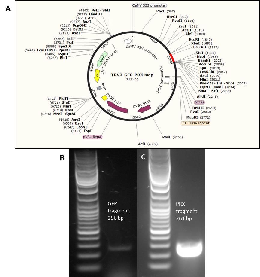 Ugyanakkor, szelekciós markernek Arabidopsis esetében PDS helyett a GFP-t választottuk, mivel a fitoén-deszaturáz csendesítése olyan redox változásokat okozhat a növényekben, melyek vizsgálataink