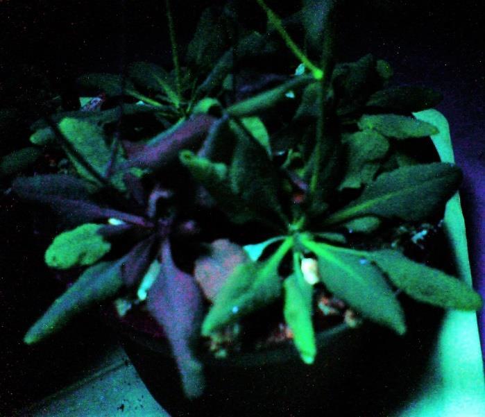 7. Ábra. GFP csendesített (balra) és GFP-t termelő (jobbra) Arabidopsis növények UV fény alatt. 5.4.
