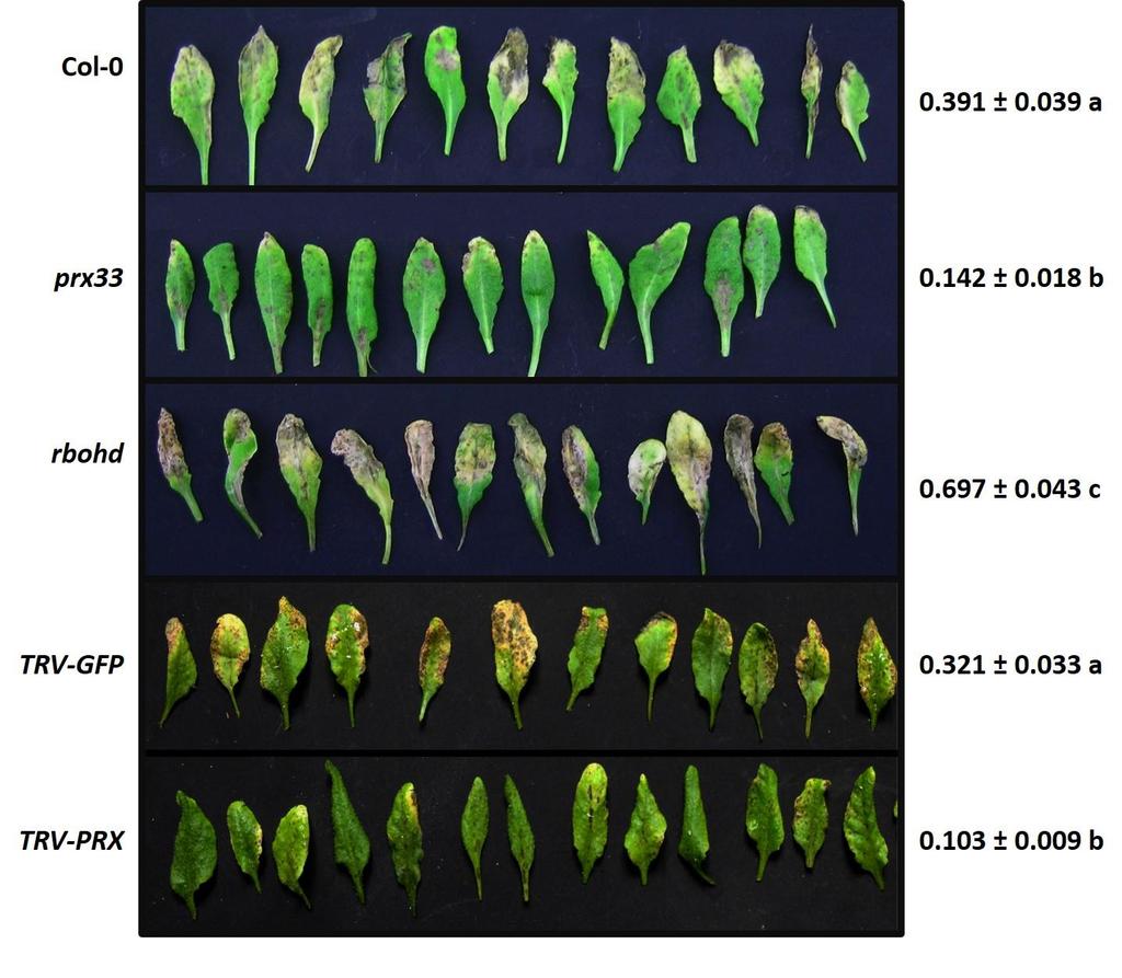 A B C 11. Ábra. Alternaria brassicicola-val fertőzött Arabidopsis növények a fertőzést követő 10. napon és a fertőzött levélfelület aránya ± standard hibával.