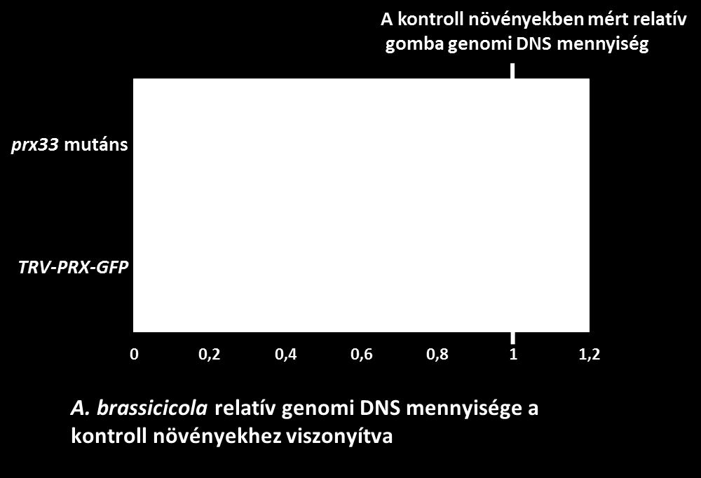 gátlás lépett fel (13. Ábra). 13. Ábra. A. brassicicola genomi DNS mennyiségének relatív meghatározása (10 DAI).