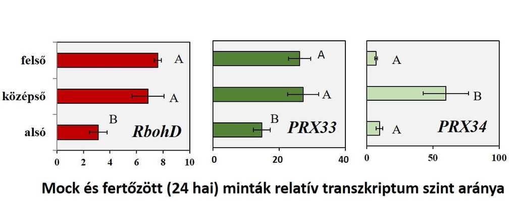 15. Ábra. Fertőzött és MOCK inokulált minták relatív transzkriptum szint aránya a különböző levélemeletekben.