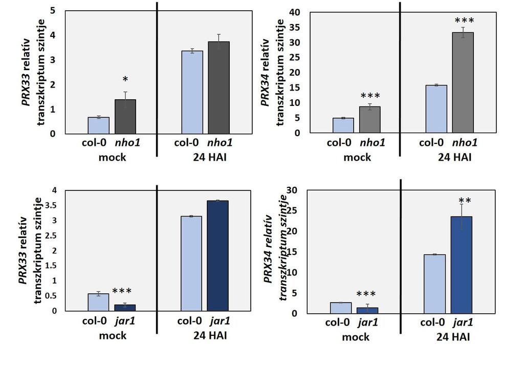 kiválasztott mutánsban a PRX33 és PRX34 gének expresszióját mértük és hasonlítottuk össze a vad típusban mért eredménnyekkel MOCK és 24 órás fertőzéses körülmények között.