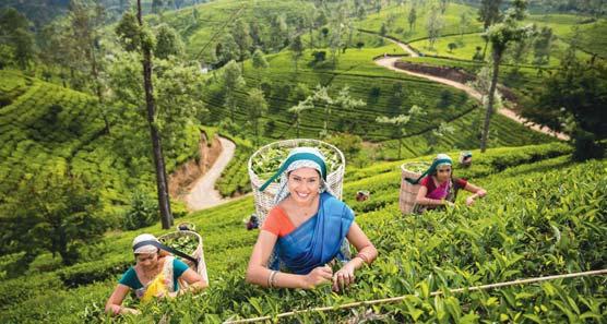 nap: Reggeli után utazás Sigiriya-ba, az út mentén rizsföldek, kókuszligetek, ananászkertek, gumifa ültetvények, falvak váltják egymást.