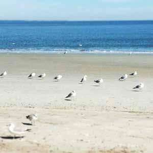 POD COASTAL OJ029-A Seagull Shore Olivia
