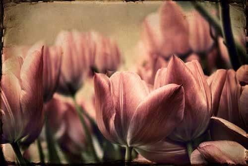 JJ077-A Vintage Tulips Jessica Jenney
