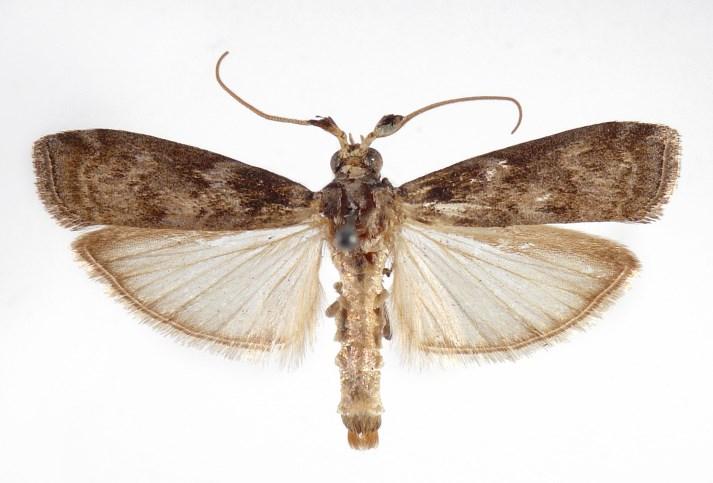 Microlepidoptera.hu 8. (2015) 25 1. ábra Figure 1.