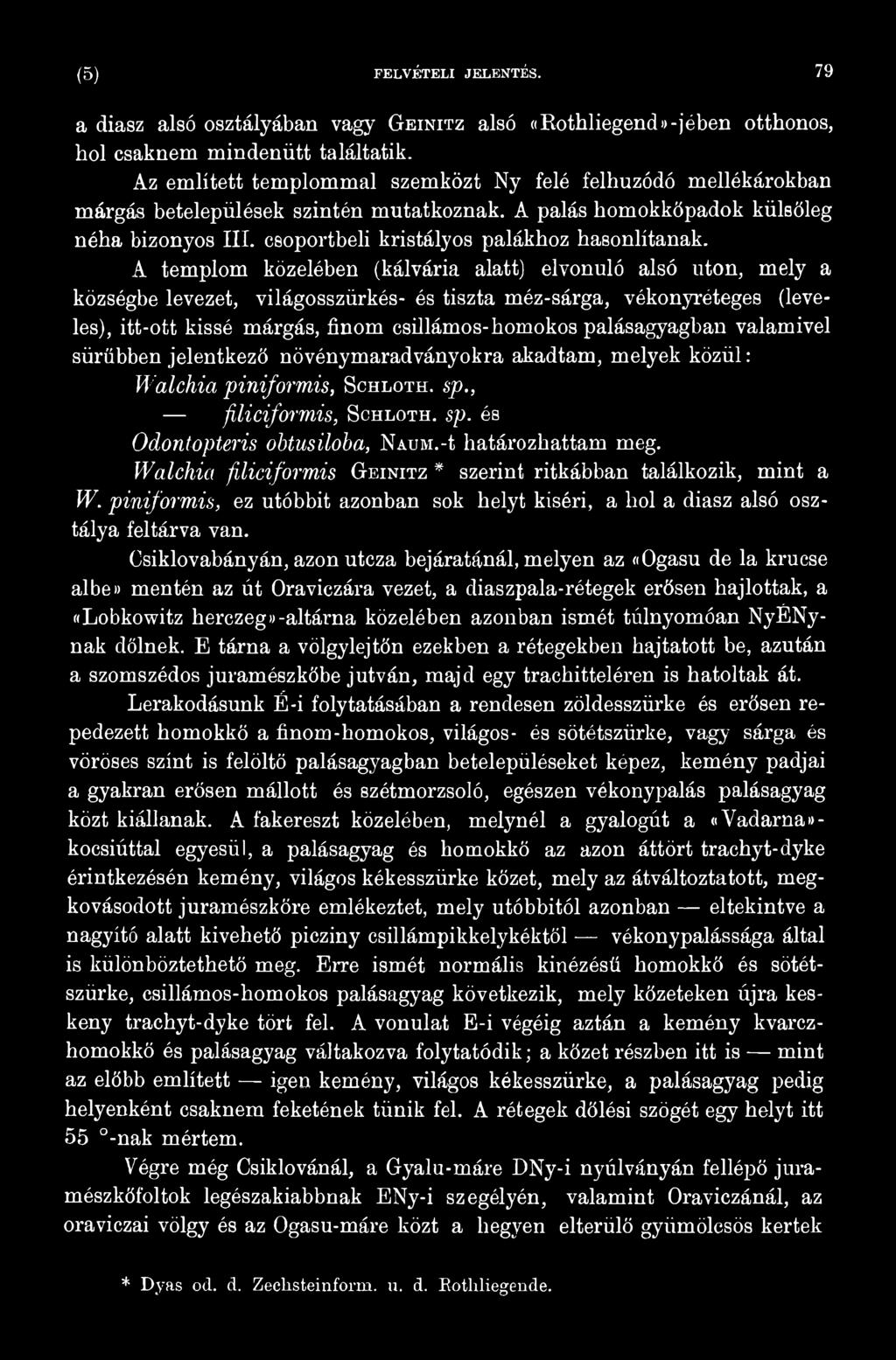 -í határozhattam meg. Walchia filiciformis Geinitz * szerint ritkábban találkozik, mint a W. piniformis, ez utóbbit azonban sok helyt kiséri, a hol a diasz alsó osztálya feltárva van.