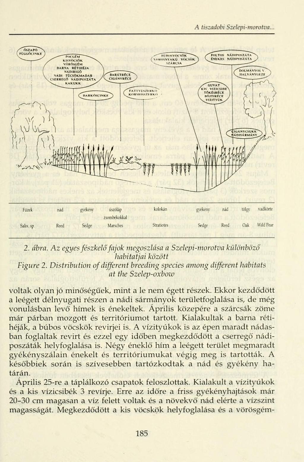 A tiszadobi Szelepi-morotva. Füzek nád gyékény úszóláp kolokán gyékény nád tölgy vadkörte zsombékokkal Salix, sp. Reed Sedge Marsches Stratiotes Sedge Reed Oak WildPear 2. ábra.