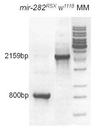 Az érett mir-282 kimutatása Northern-blot kísérletet végeztünk, hogy megbizonyosodjunk arról, hogy a mir-282 lókuszról átíródó elsődleges transzkriptumról valóban képződik-e érett mirns, illetve,