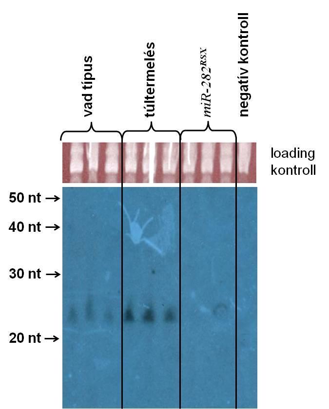 9. Ábra: Az érett mir-282 kifejeződése Northern-blot kísérletben: vad típus: w 1118 ; túltermelő: UASp>mir-282;nos>Gal4; mir-282 RSX deléciós mutáns: mir-282 RSX / mir-282 RSX ; negatív kontroll: