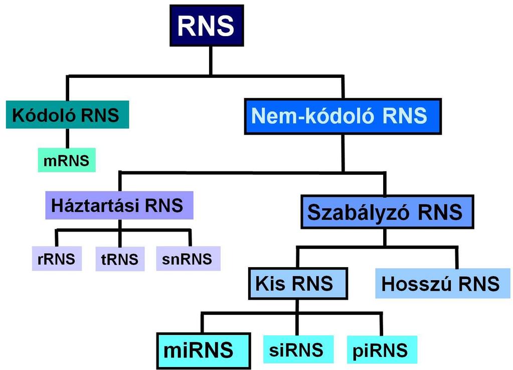 BEVEZETÉS A génműködés RNS alapú szabályozása A 90-es években indult genomprogramoknak köszönhetően ismerté vált, hogy a magasabb rendű élőlények genomjának nagy része transzkripcionálisan aktív