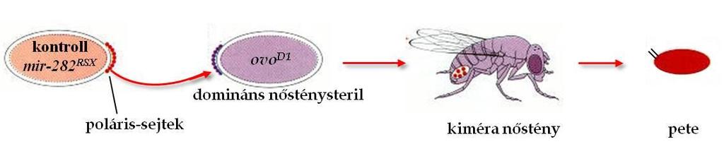 A transzplantációs kísérletek során a mir-282 RSX mutánsból és a RS5453,e s kontroll törzsből származó poláris sejteket ültettünk át az ovo D1 mutációt hordozó gazdákba (18. Ábra). 18.