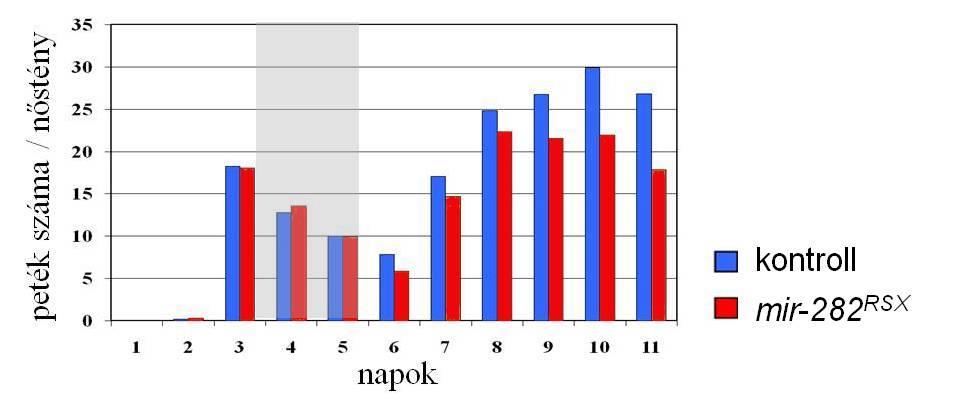 Éheztetés hatására a 8. stádiumos ellenőrző ponton a petekezdemények fokozott apoptotikus aktivitása figyelhető meg (Terashima et al. 2005).