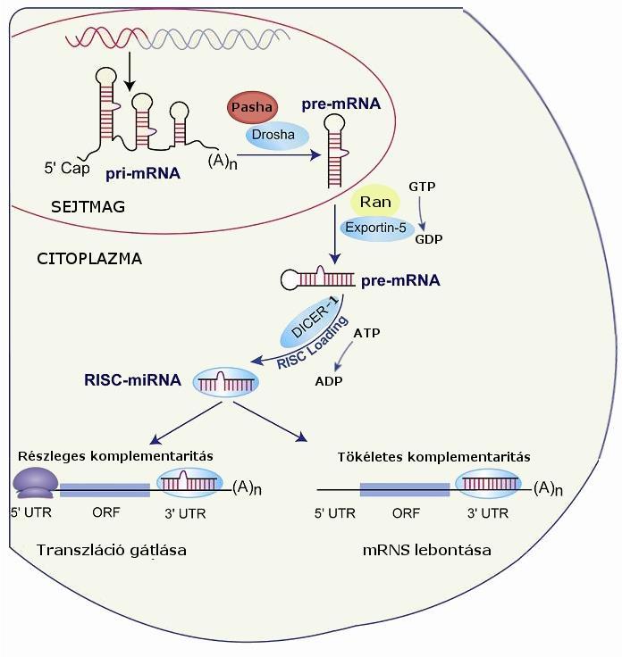 Drosha-tól független, splicing függő mirns érési útvonalon keresztül jön létre a premirns (Ruby et al. 2007; Okamura et al. 2007). 2. Ábra: A mirns-ek keletkezése Drosophilában: módosított ábra a www.