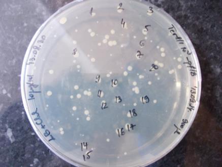 ábra PCR amplifikált génspecifikus kazetta ellenőrzése 1%-os agaróz gélen 1: 1 kb DNS molekulasúly-marker (Fermentas, 1 µl); 2, 3: piruvát formát liáz génspecifikus kazetta. 3.2. E.