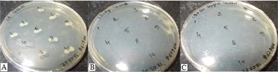 A transzformált telepek közül négyben ellenőriztük le a gén kiütését, kontrollként a vad Escherichia coli KCTC2441 törzset használtuk.