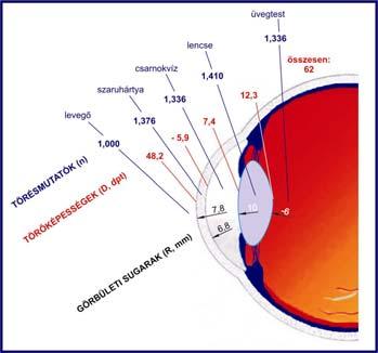 This images shows those tubules.