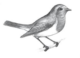A lépegető és szaladó madarak bal jobb baljobb lábnyomot hagynak, mint az ember, az ugrálók (veréb) viszont