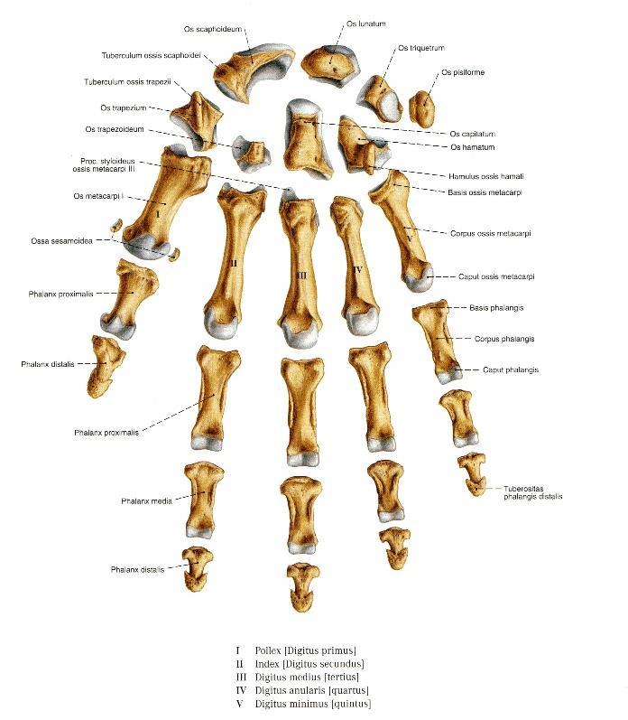 2.1.2 A kéz ízületei 1. ábra Kéz csontjai (opleid.info) Az articulatio radiocarpea kapcsolja a kezet a radiushoz.