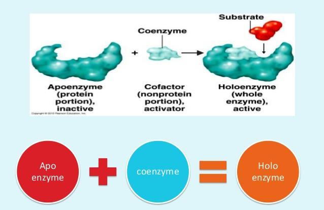 A domén fogalma: Az enzim felépítése KOFAKTOROK: SZERVES (koenzim v.