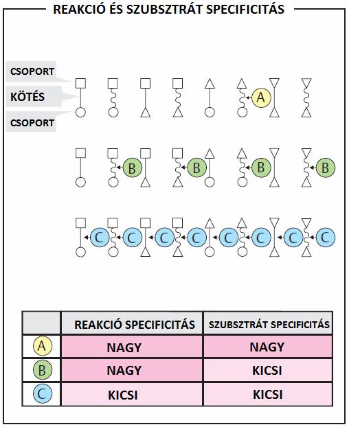 Az enzimek szubsztrát- és reakció specifikusak (A-típus; ez a gyakori). Az enzimek melléktermék képződése nélkül működnek. 5.g.) Gondolja végig!