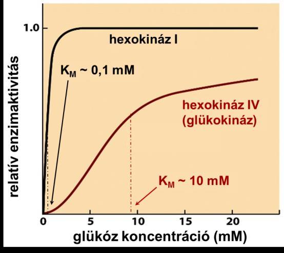 A KM érték fogalma: Az enzim maximális sebessége Vmax. A Vmax feléhez tartozó szubsztrátumkoncentráció az enzim Michaelis-Menten konstansa, KM.