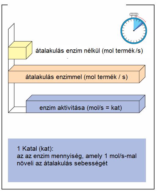 9. Enzimaktivitás SI: Katal (kat): mekkora mennyiségű enzim alakít át 1 mol szubsztrátumot termékké 1 másodperc alatt. kat: mol / másodperc (25 C) Az 1 katal hatalmas enzimmennyiség! pl.