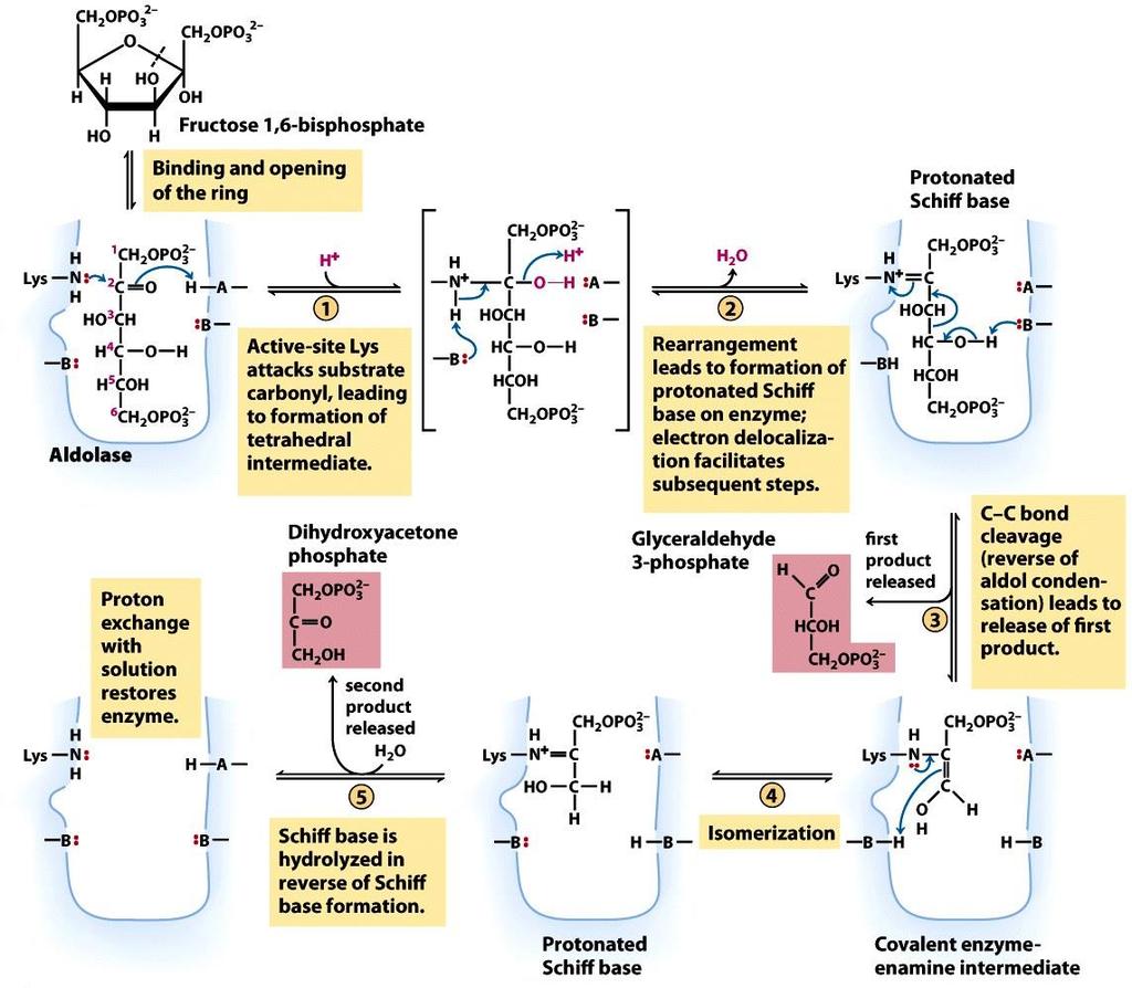 Az aldoláz reakció mechanizmusa fruktóz-1,6-biszfoszfát Enzimhez kötődés és gyűrűfelnyílás protonált Schiff-bázis aldoláz tetraéderes köztitermék képződése dihidroxi-acetonfoszfát protonált