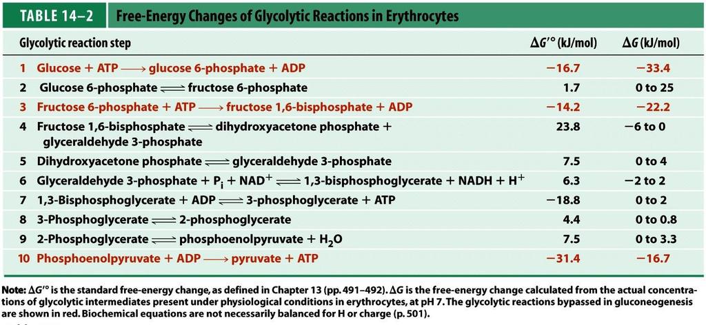 A glikolízis szabályozása glikolitikus reakiólépés A vörösvértestben lejátszódó glikolitikus reakiók szabad-entalpiaváltozása glükóz + ATP glükóz-6-foszfát + ADP glükóz-6-foszfát fruktóz-6-foszfát